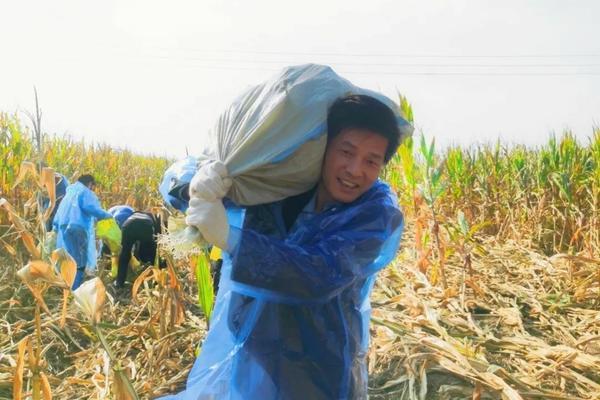 阿维毒死蜱在李子树和杏树上的应用及注意事项