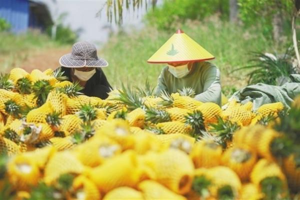 柑橘赤霉酸使用方法及用量 苄氨赤霉酸柑橘用法用量？