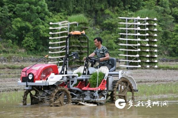 草甘膦打后2小时遇雨有效吗 草甘膦5小时后没事