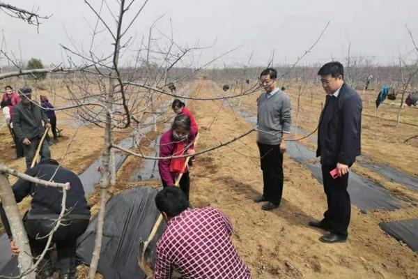 石斛种植技术详解：从选址到管理的全方位指南