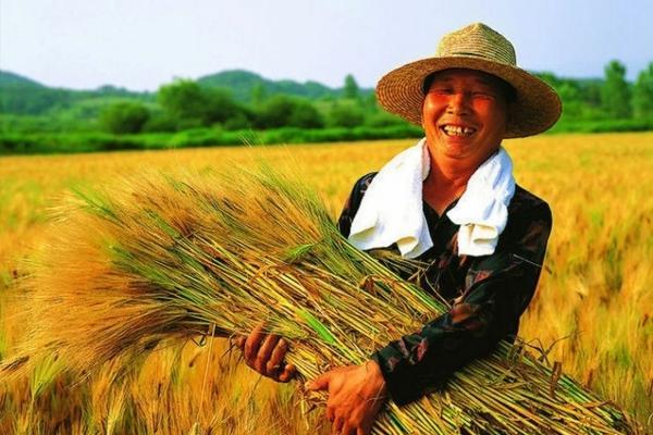 阿维毒死蜱可否用于西红柿苗和茄子苗——安全性的探讨与指导