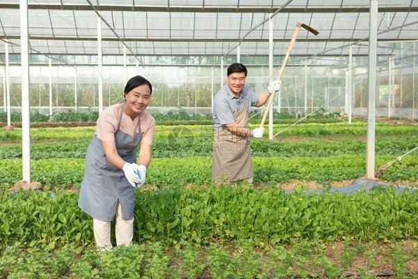 桃树除草剂药害图片 桃树受除草剂伤害叶子变黄