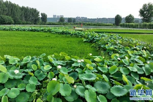 吡虫啉可以直接拌土里吗 吡虫杀虫单可以埋土里吗？