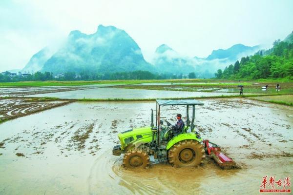 金鱼吊兰叶子喷了多菌灵怎么办 金边吊兰根太多咋办？