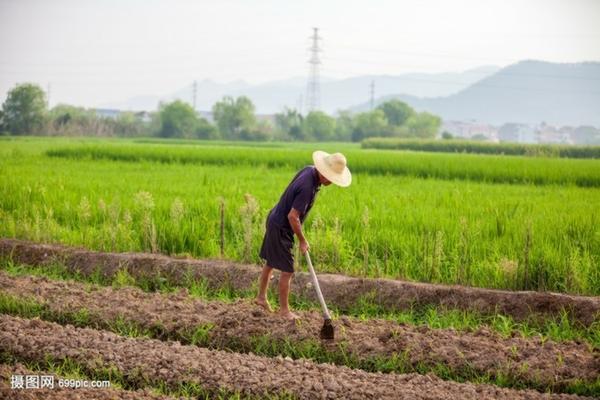 柑橘幼苗多久施肥一次 两到三年的柑橘幼树施肥