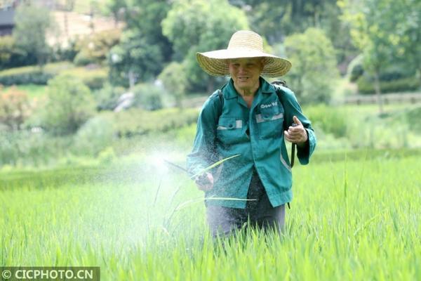 小麦田打燕麦用什么除草剂 燕麦除草剂用什么药