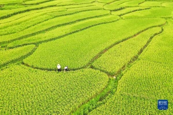 重茬剂使用方法介绍 松土精和重茬剂可以一起用吗？