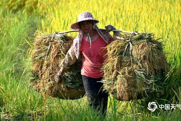 禾耐斯乙草胺除草剂：高效除草，助力农作物健康成长