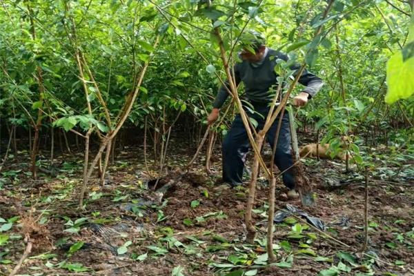 室内多肉植物怎么养护 肉肉种植方法？