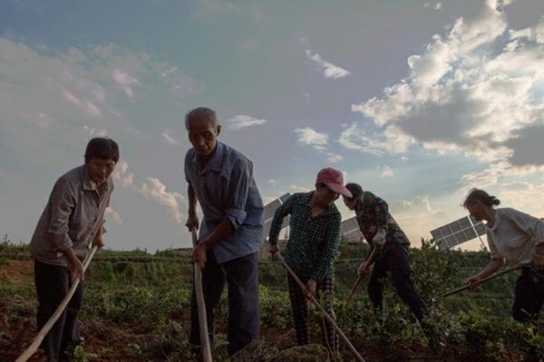 高效实用的甘蔗种植技术指南