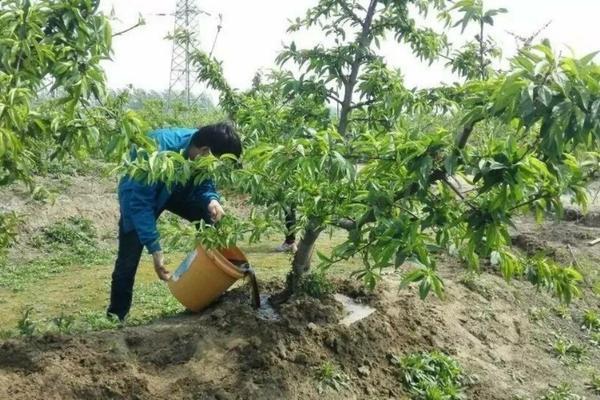 玉米种下去几天可以打除草剂 烟嘧磺隆玉米除草剂