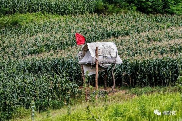 【详细步骤】牡丹花种子种植方法与技巧