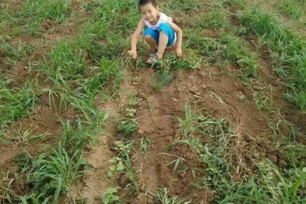 大棚的除草剂有哪些牌子 国光顶跃是什么农药？