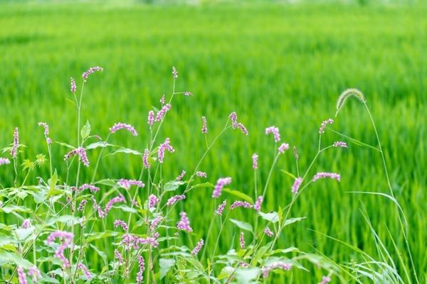 花叶上面的白色虫子用什么好 花叶上生小白虫怎么办？