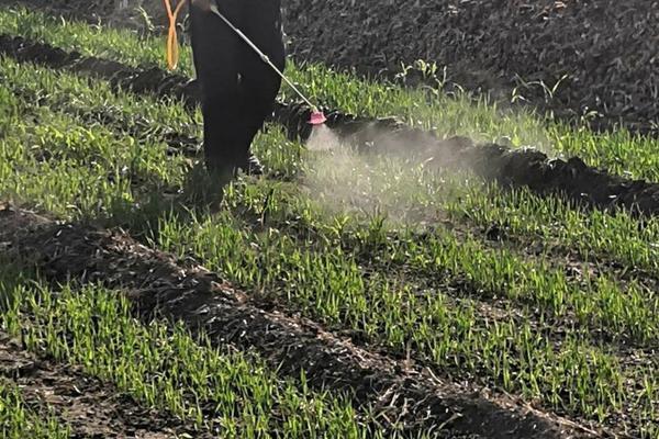 花生施什么肥料产量高 花生打什么叶面肥好