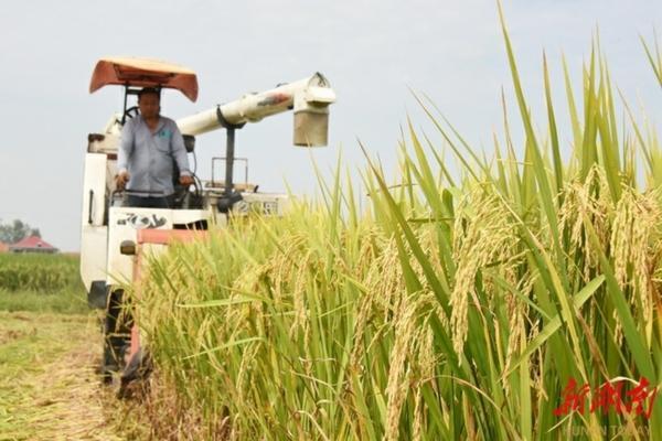 柑橘种植技术与管理 红美人柑橘大棚种植高度视频