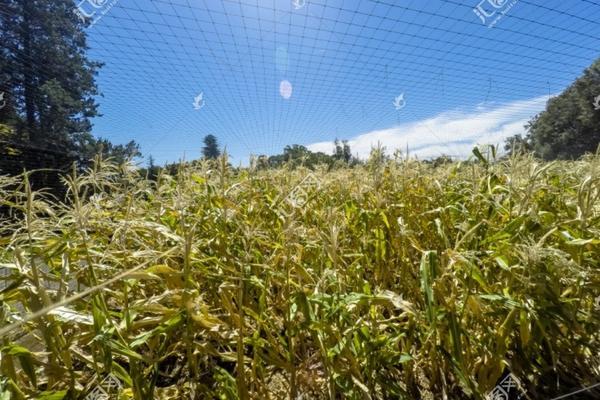 水稻田打完除草剂几天能过水 小麦浇水后几天打除草剂最好？