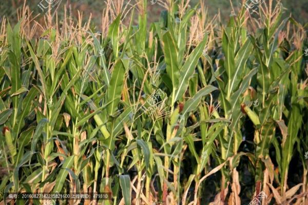 南方辣椒什么时候种 花盆种植辣椒什么时候最好？