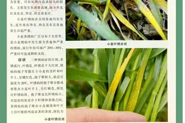 打除草剂怎样喷雾 天气干旱怎么喷苗后除草剂？