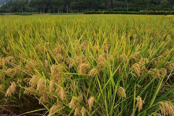 萝藦科的草大豆田用什么除草剂 大豆田香附子专用除草剂