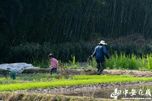 天麻室内种植技术 天麻的室内养殖优势