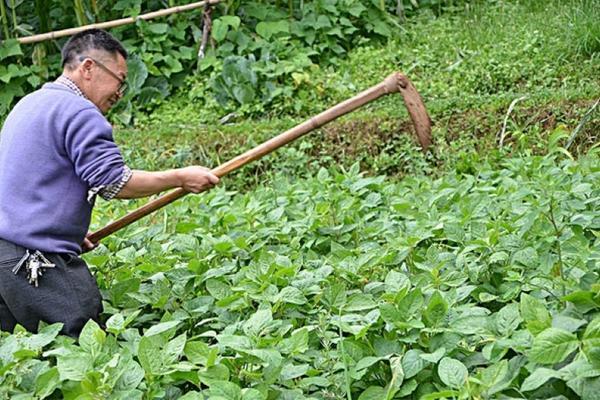 打小麦除草剂能加叶面肥吗 小麦除草剂药害怎么解决