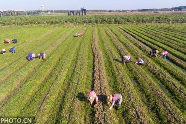 一枝黄花用什么除草剂除掉根部 环嗪酮杀树又发新叶是什么原因？