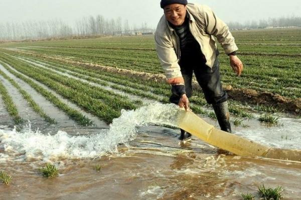 大豆田鸭跖草特效药除草剂 黄豆地阔叶多用什么除草剂