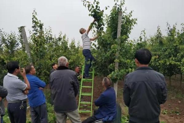 小麦用什么除草剂最安全 小麦田除草剂除草列表