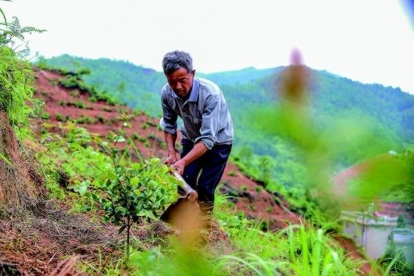 阿维菌素加吡虫啉打什么虫 吡虫啉的作用及使用注意事项