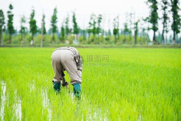 吡唑戊唑醇的用途与疗效——专治多种疾病的药品概述