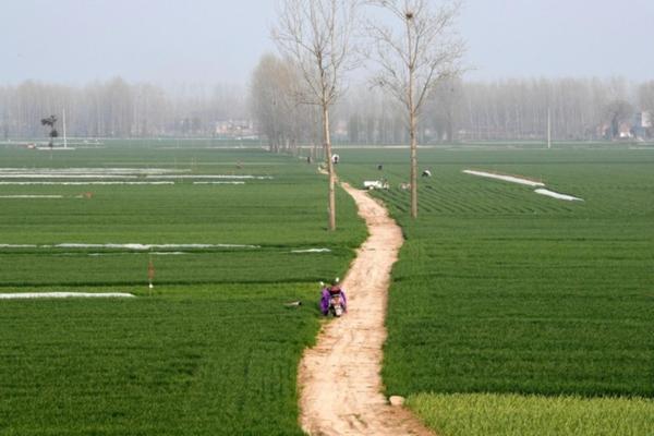 除草剂敌稗 水稻除草剂用什么药最好