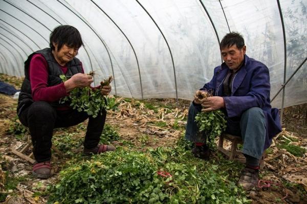 白菜上有蚜虫怎么治 霜降期间大白菜蚜虫用什么药？