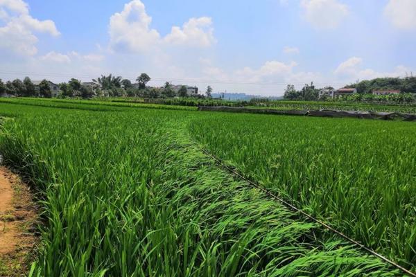 肟菌戊唑醇加春雷霉素能混用 肟菌戊唑醇与乳油混用