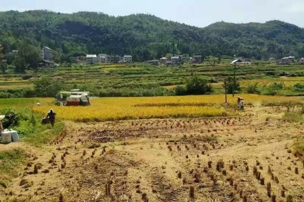 小麦田里的燕麦节节麦用什么除草剂 小麦田用什么除草剂才不会产