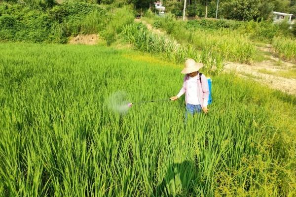 草坪自动喷灌系统安装 苗圃喷灌系统如何建造？