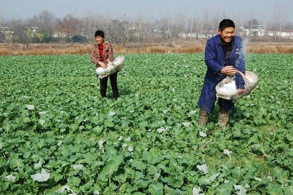 小麦高抗素价格 高抗素在小麦上的应用？