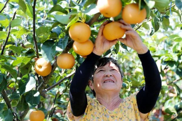 怎样防治西红柿裂果 番茄裂果的防治方法是什么？番茄裂果的防治方？