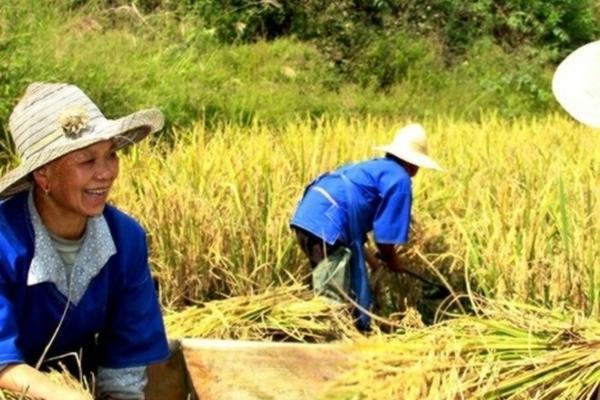 大富生多菌灵怎么样 多菌灵哪个品牌好多少钱一袋