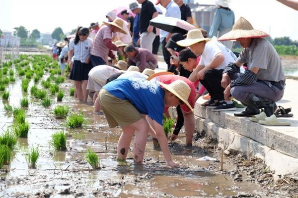 给花染色的实验原理图 满天星染色的原理？