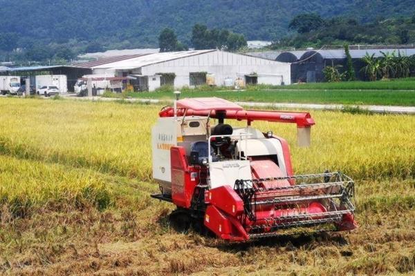 戊唑醇预防小麦纹枯病的效果与机理探讨