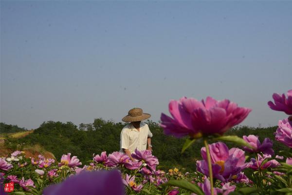 月季的样子 月季花长什么样图片