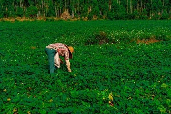 毒死蜱颗粒使用方法及用量 毒死蜱颗粒价格和用量