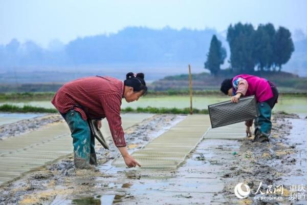 水稻插秧缓苗后过几天打除草剂行吗 水稻不生根的原因？