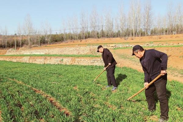 金边瑞香什么时候用多菌灵 什么季节插花容易活？