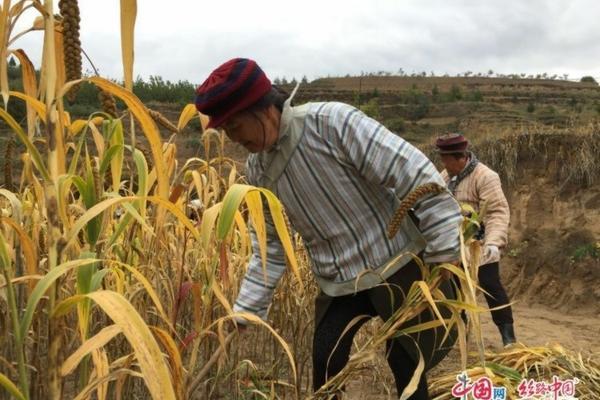 枣树疯长不结果怎么回事儿 枣树连续结了两年枣之后不结了？