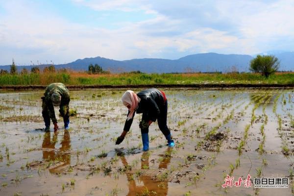 噻虫嗪吡虫啉噻虫胺哪个拌种好 吡虫啉拌种最简单三个步骤