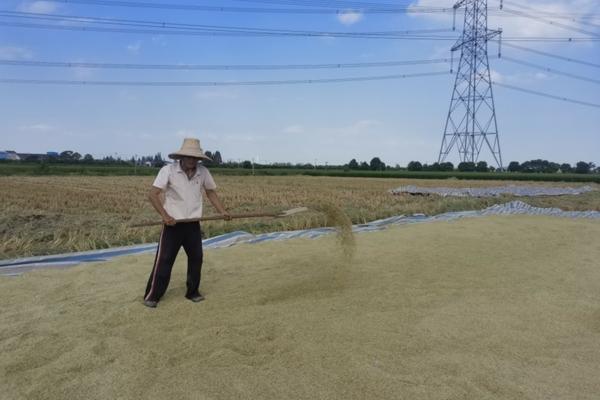 草莓怎么种植方法 在家 草莓秧怎么种植才容易活