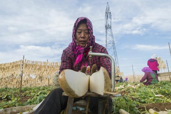 水稻常见病虫害及其防治方法——保障农业丰收的关键措施