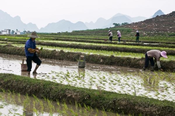 农药杀虫剂和杀菌剂能混用吗 叶面肥能和杀虫剂农药一起用吗